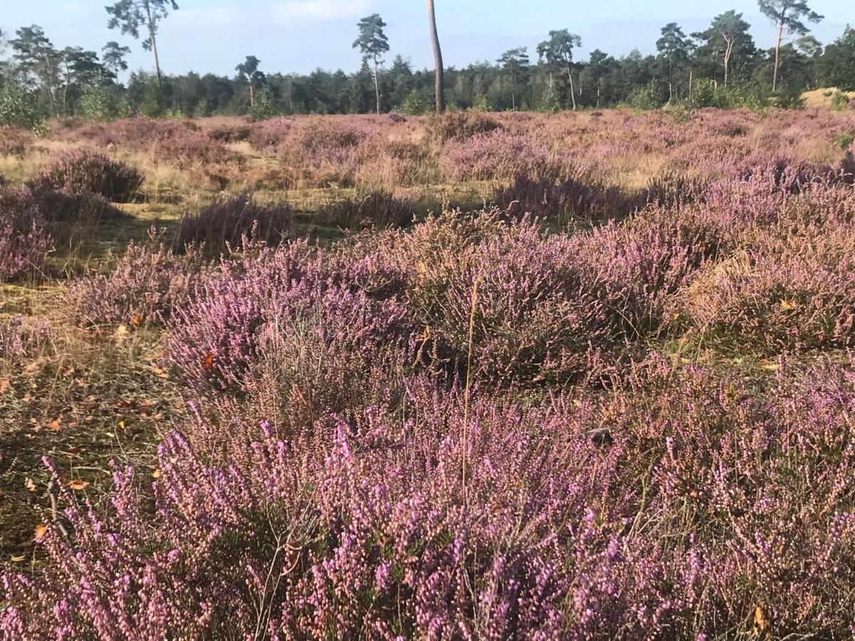 Boshuisje Veluwe Mels Place Doornspijk Dış mekan fotoğraf